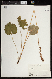 Heuchera americana image