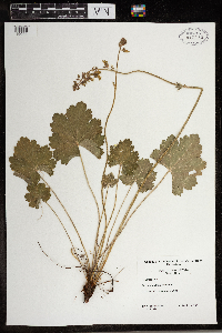 Heuchera richardsonii image