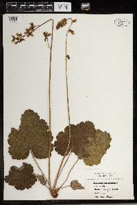 Heuchera americana image