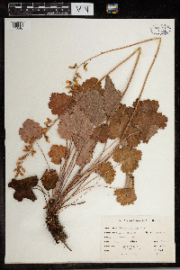 Heuchera americana image