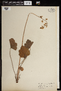 Heuchera americana image