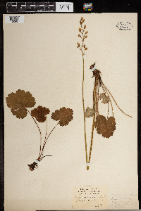 Heuchera americana image