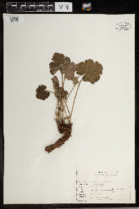 Heuchera americana image