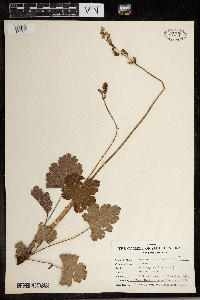 Heuchera richardsonii image