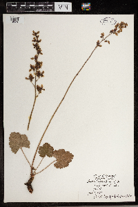 Heuchera richardsonii image
