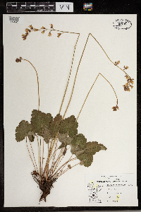 Heuchera richardsonii image