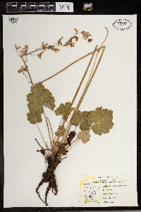 Heuchera richardsonii image