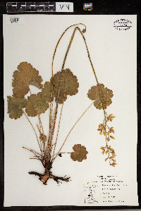 Heuchera richardsonii image