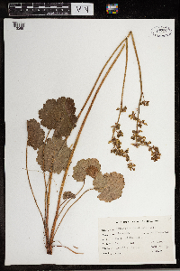 Heuchera richardsonii image