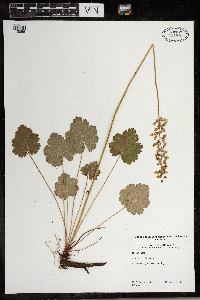 Heuchera richardsonii image