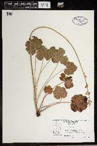 Heuchera richardsonii image
