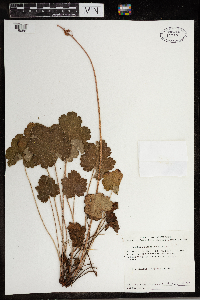 Heuchera richardsonii image