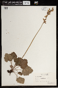 Heuchera richardsonii image