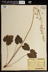 Heuchera americana image