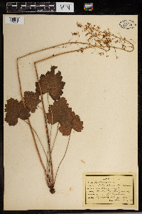 Heuchera americana image