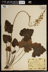 Heuchera americana image
