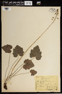 Heuchera americana image