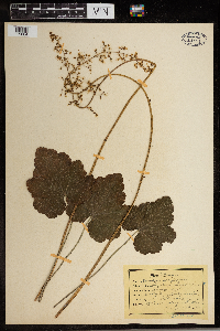 Heuchera americana image