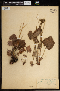 Heuchera americana image