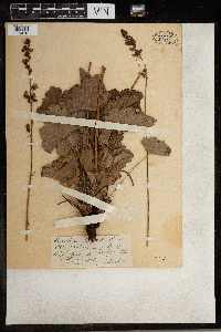 Heuchera americana image