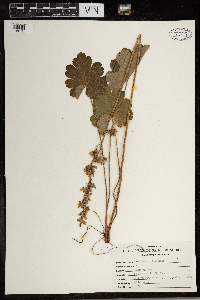 Heuchera richardsonii image