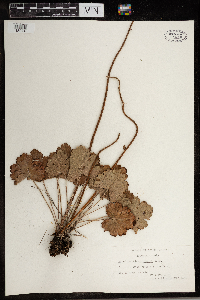 Heuchera richardsonii image