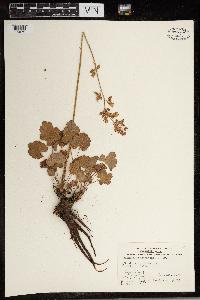 Heuchera richardsonii image