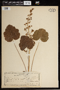 Heuchera americana image