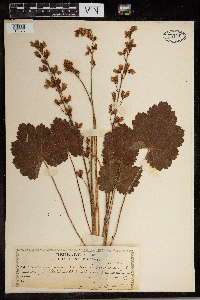 Heuchera americana image