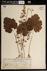Heuchera americana image