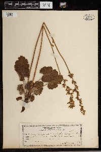 Heuchera americana image