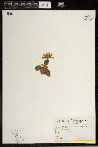 Kalanchoe blossfeldiana image