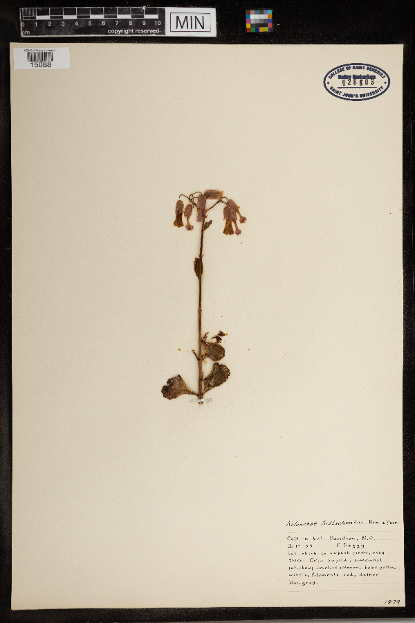 Kalanchoe fedtschenkoi image