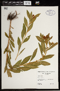 Penthorum sedoides image