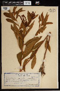 Penthorum sedoides image