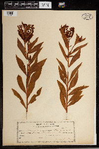 Penthorum sedoides image