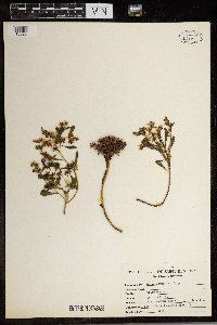 Sedum sarmentosum image