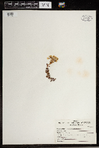 Sedum divergens image