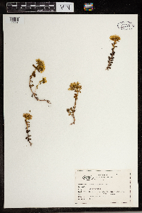 Sedum divergens image