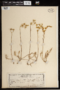 Sedum amplexicaule image
