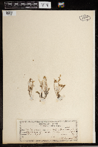 Sedum boloniense image