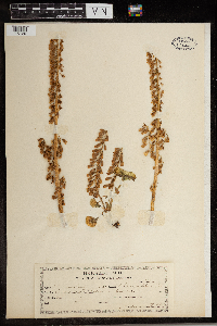 Umbilicus pendulinus image