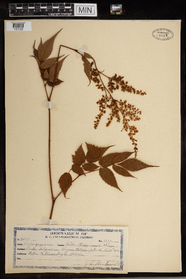 Astilbe philippinensis image