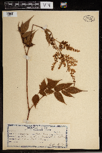 Image of Astilbe philippinensis