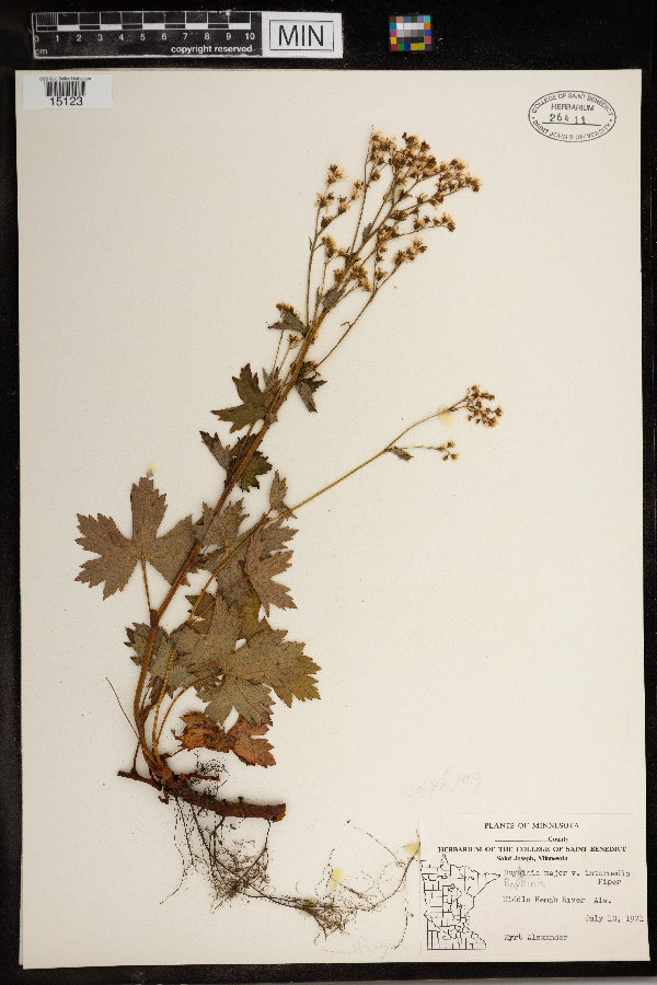 Boykinia major image