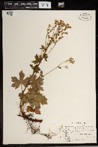 Image of Boykinia major