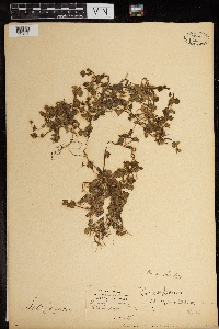 Chrysosplenium americanum image