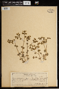 Chrysosplenium americanum image