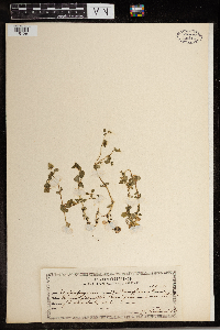 Chrysosplenium americanum image