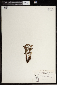 Image of Elmera racemosa